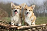 CORGI PEMBROKE 893